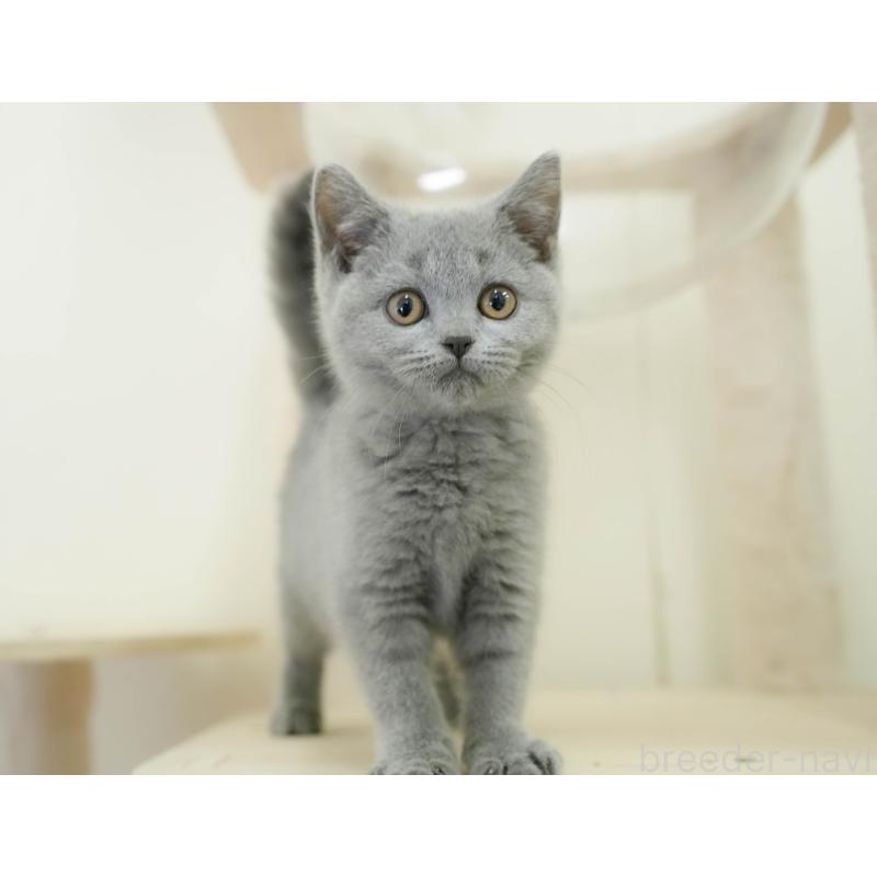 販売中の埼玉県のブリティッシュショートヘア-133942の3枚目