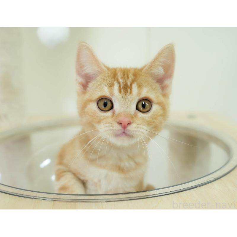 販売中の埼玉県のアメリカンショートヘア-133935の11枚目