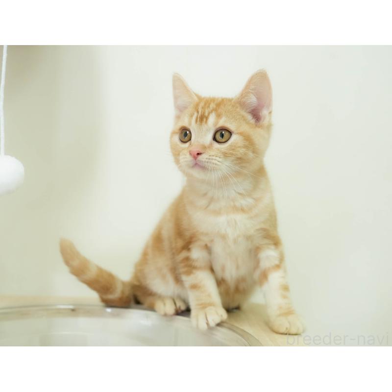 販売中の埼玉県のアメリカンショートヘア-133935の10枚目