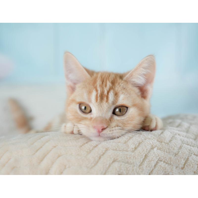 販売中の埼玉県のアメリカンショートヘア-133935の9枚目