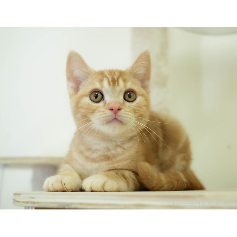 販売中の埼玉県のアメリカンショートヘア-133935の8枚目