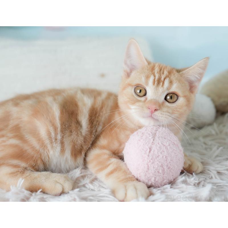 販売中の埼玉県のアメリカンショートヘア-133935の7枚目