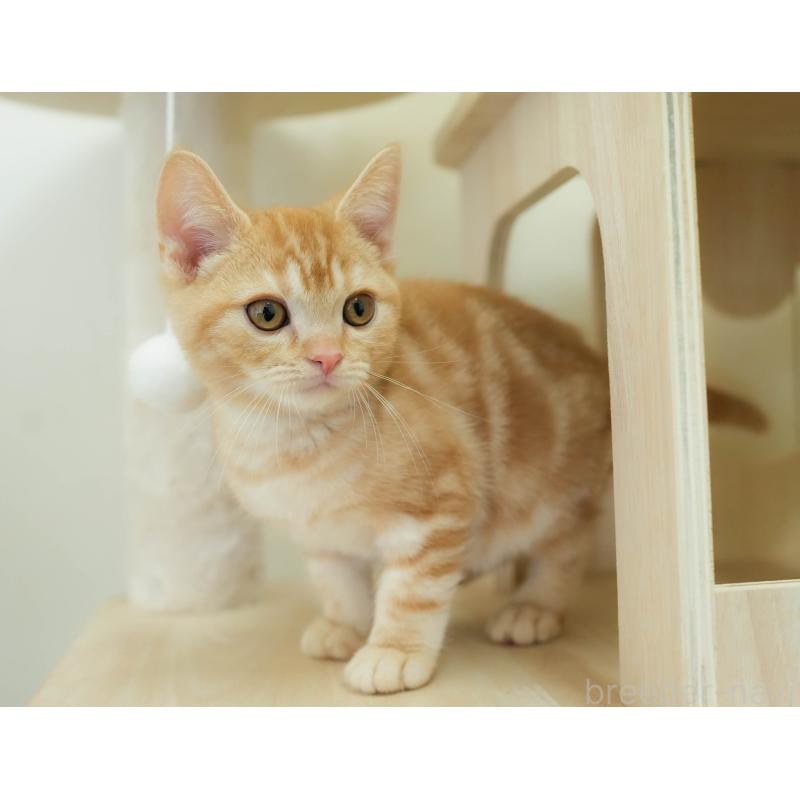 販売中の埼玉県のアメリカンショートヘア-133935の6枚目