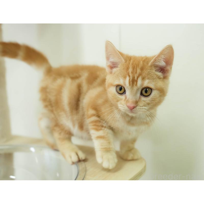 販売中の埼玉県のアメリカンショートヘア-133935の5枚目