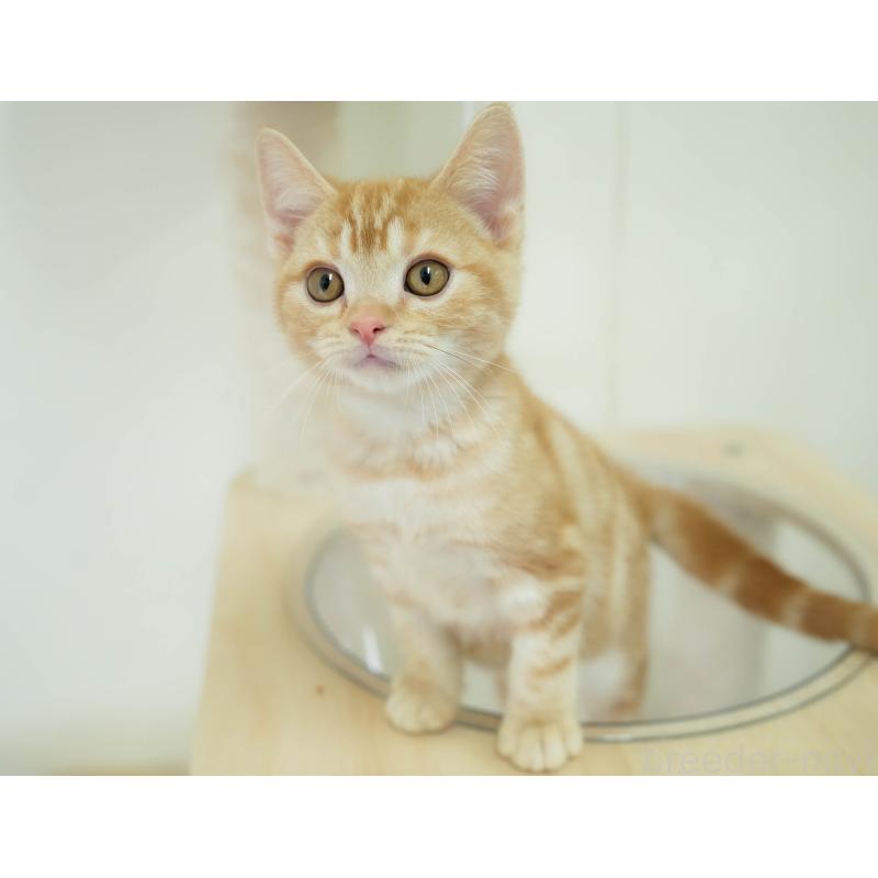 販売中の埼玉県のアメリカンショートヘア-133935の4枚目