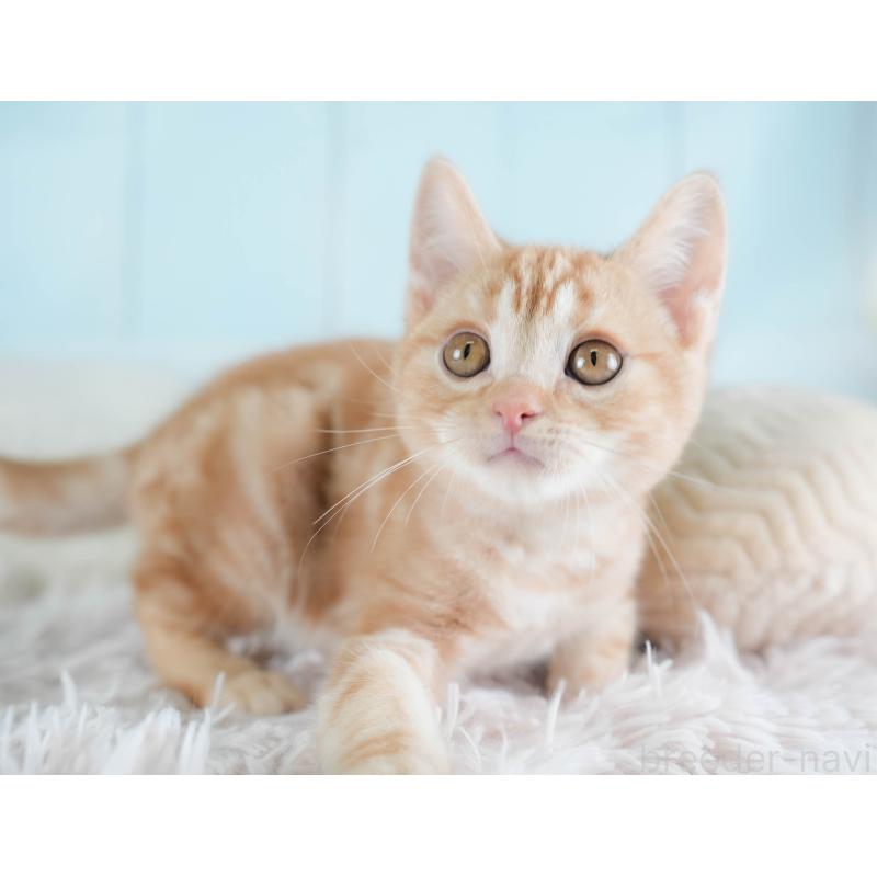 販売中の埼玉県のアメリカンショートヘア-133935の3枚目