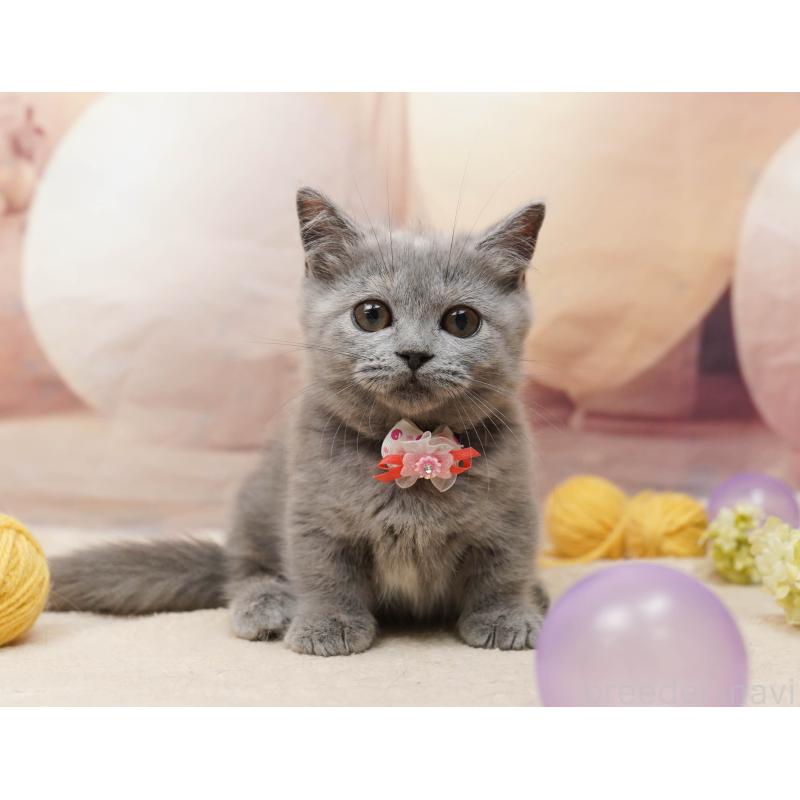 販売中の千葉県のマンチカン-134077