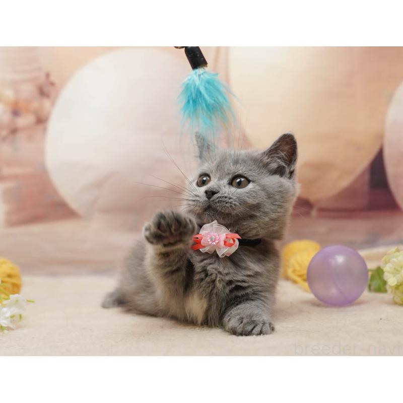 販売中の千葉県のマンチカン-134077の9枚目