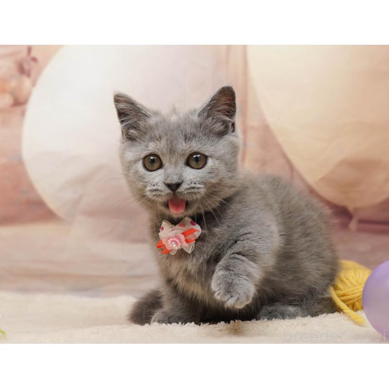 販売中の千葉県のマンチカン-134077の7枚目