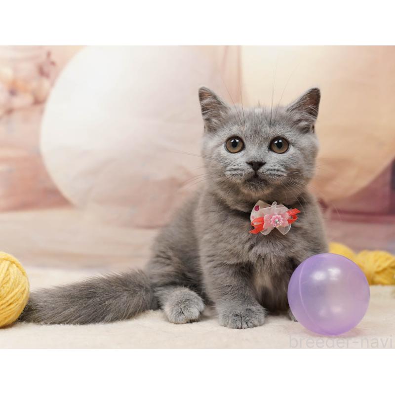 販売中の千葉県のマンチカン-134077の6枚目