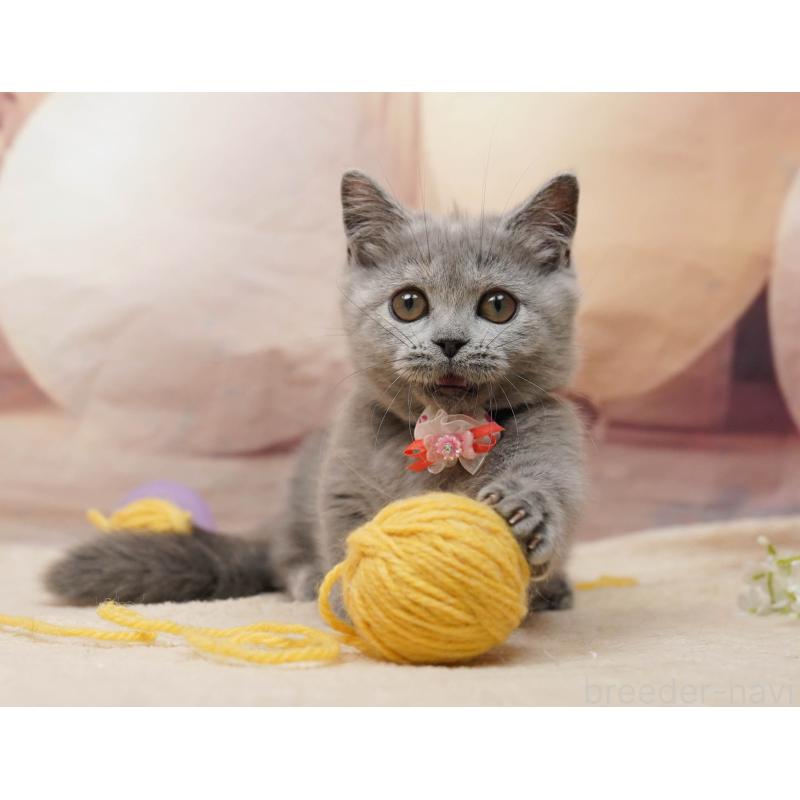 販売中の千葉県のマンチカン-134077の3枚目