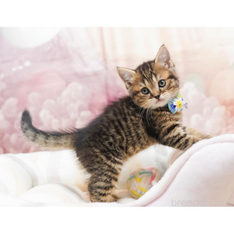 販売中の千葉県のミヌエット-134072の8枚目