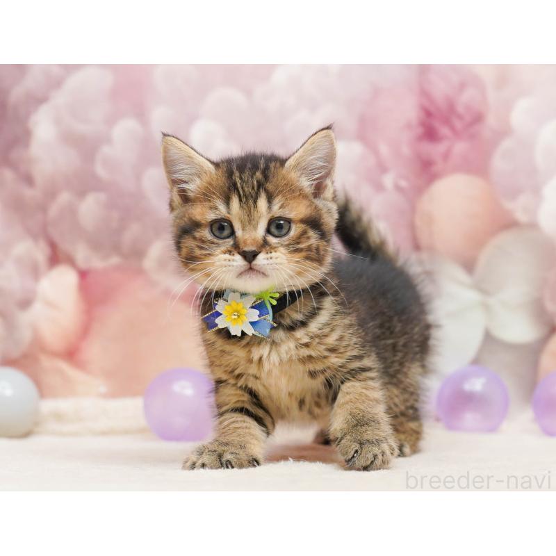 販売中の千葉県のミヌエット-134072の6枚目