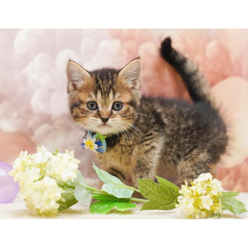 販売中の千葉県のミヌエット-134072の5枚目