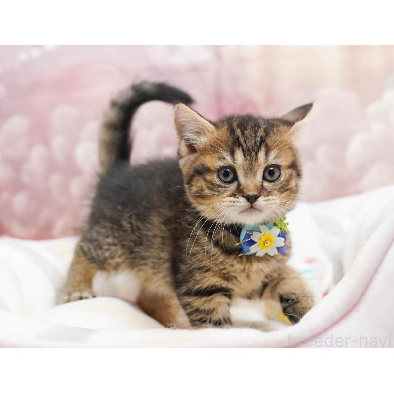 販売中の千葉県のミヌエット-134072の4枚目