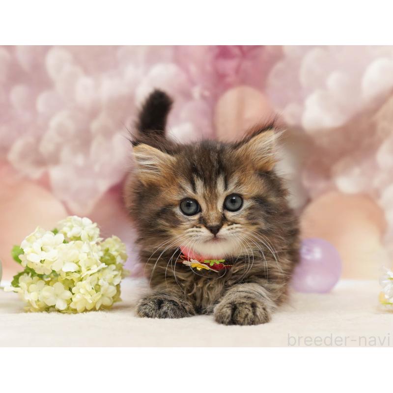 販売中の千葉県のミヌエット-134067の1枚目