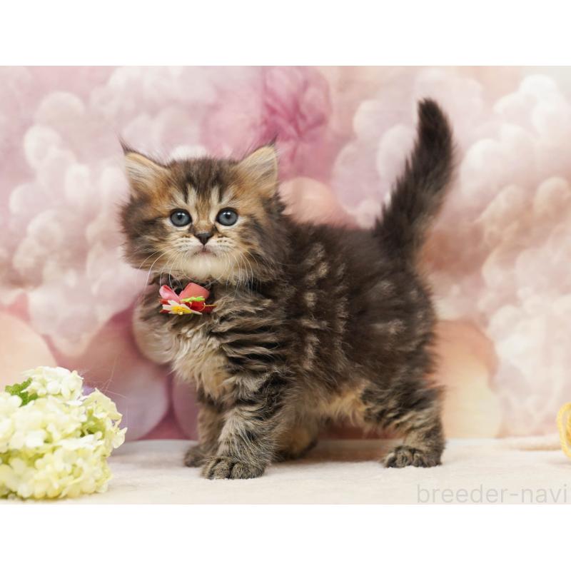 販売中の千葉県のミヌエット-134067の11枚目