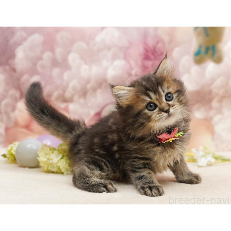 販売中の千葉県のミヌエット-134067の9枚目