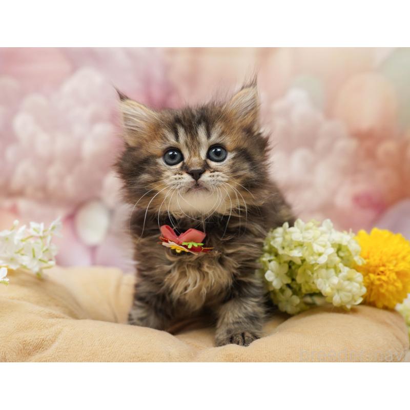 販売中の千葉県のミヌエット-134067の7枚目