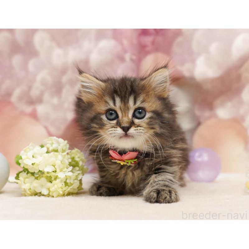 販売中の千葉県のミヌエット-134067の5枚目