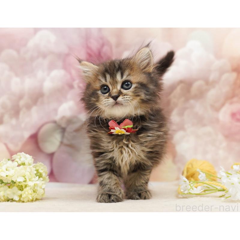 販売中の千葉県のミヌエット-134067の4枚目