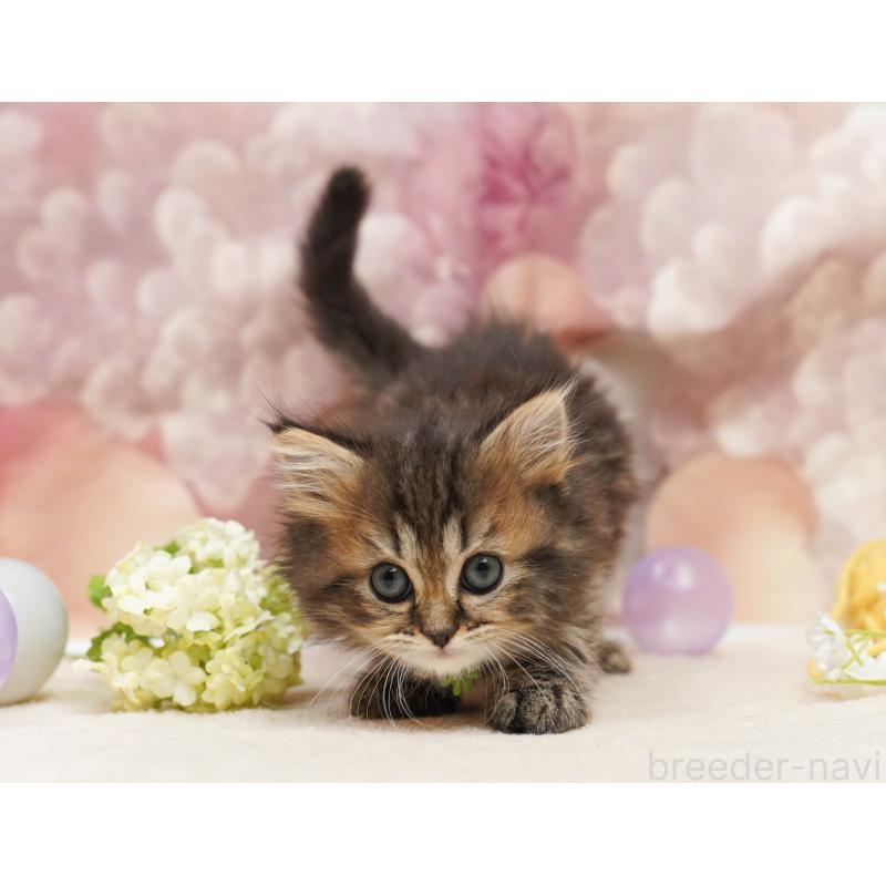 販売中の千葉県のミヌエット-134067の3枚目