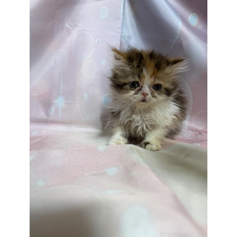 販売中の愛知県のエキゾチックショートヘア-131633の4枚目