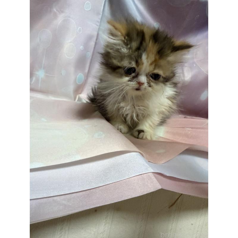 販売中の愛知県のエキゾチックショートヘア-131633の3枚目