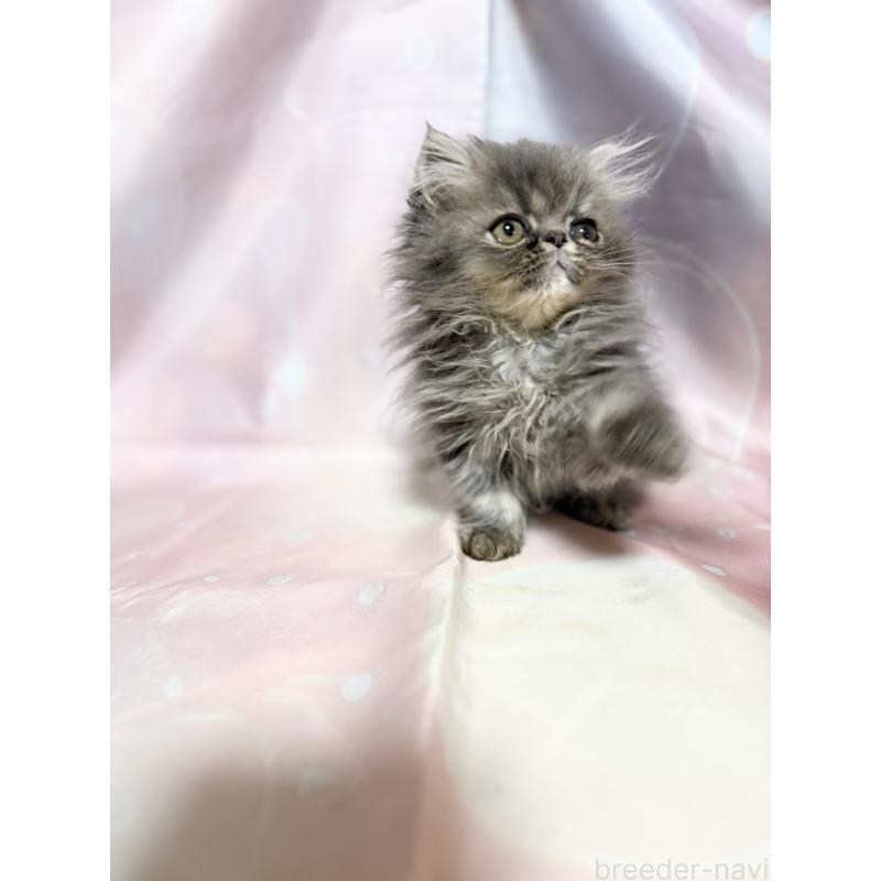 販売中の愛知県のエキゾチックショートヘア-131633の2枚目