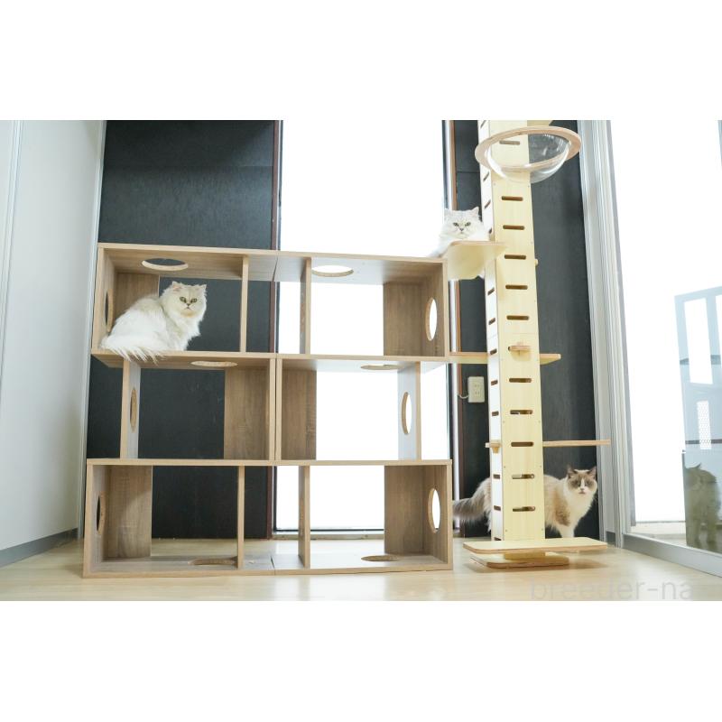 販売中の茨城県のノルウェージャンフォレストキャット-134212の4枚目