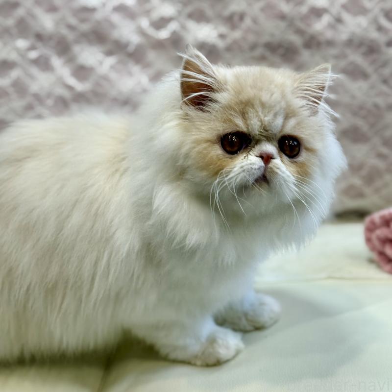 販売中の広島県のミヌエット-130194