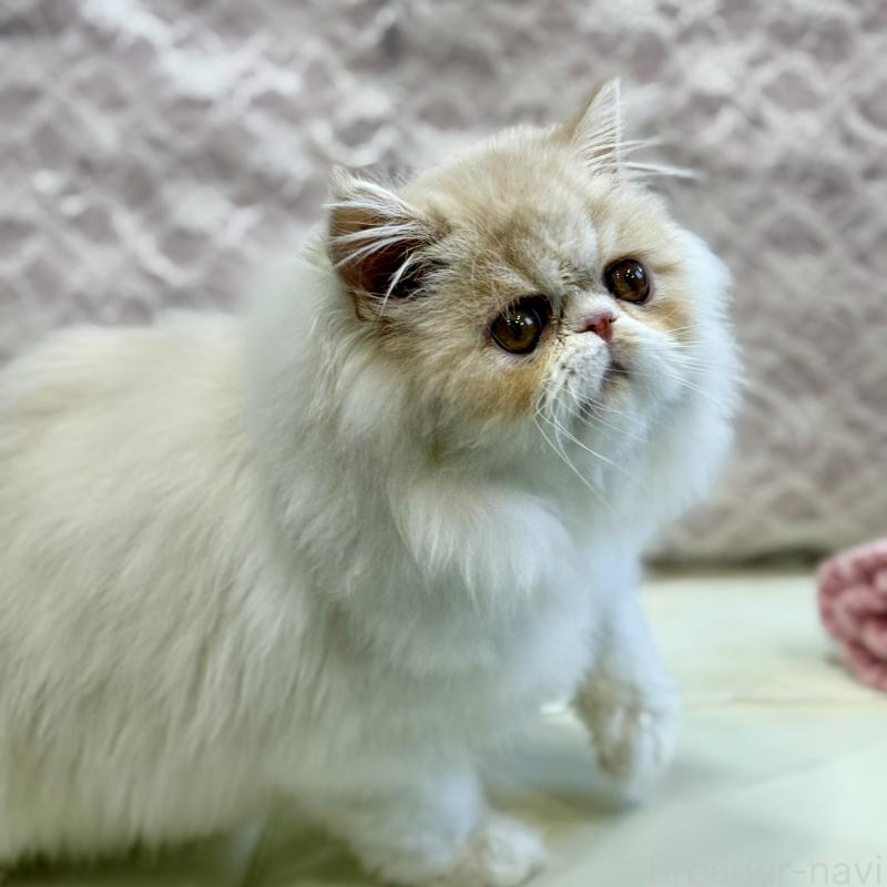 成約済の広島県のミヌエット-130194の7枚目