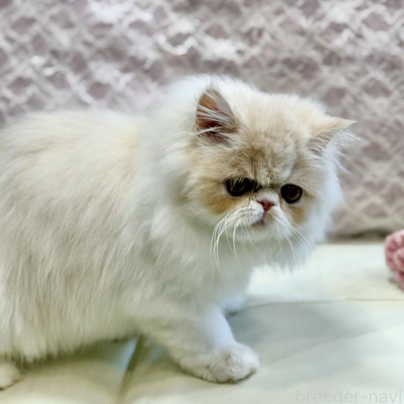 成約済の広島県のミヌエット-130194の6枚目