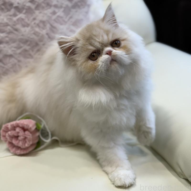 成約済の広島県のミヌエット-130194の4枚目