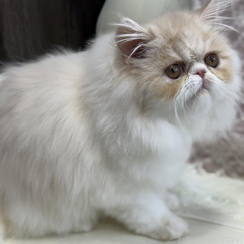 成約済の広島県のミヌエット-130194の3枚目