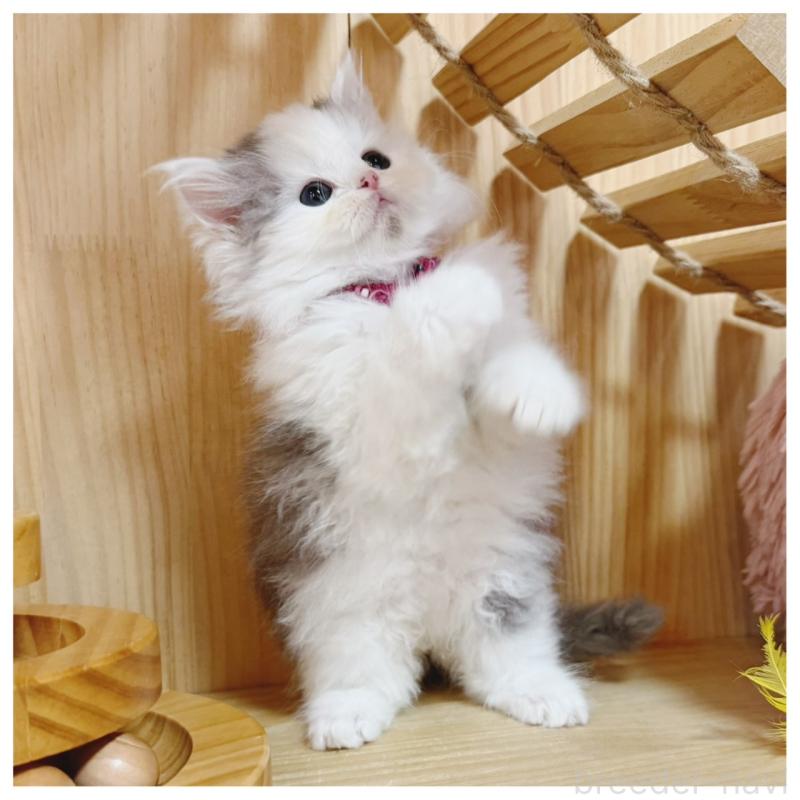 販売中の長野県のミヌエット-133902の8枚目