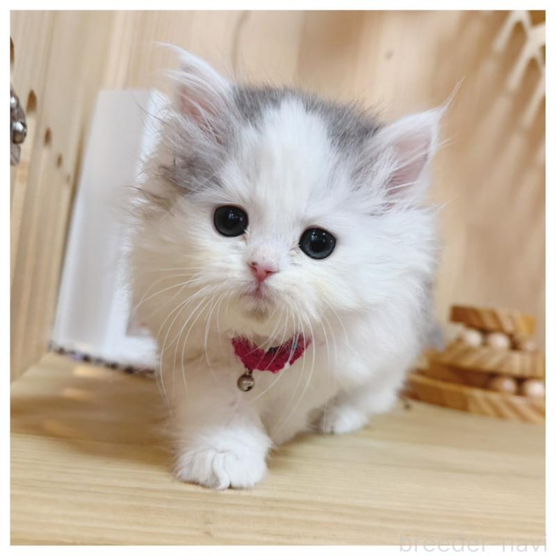 販売中の長野県のミヌエット-133902の6枚目