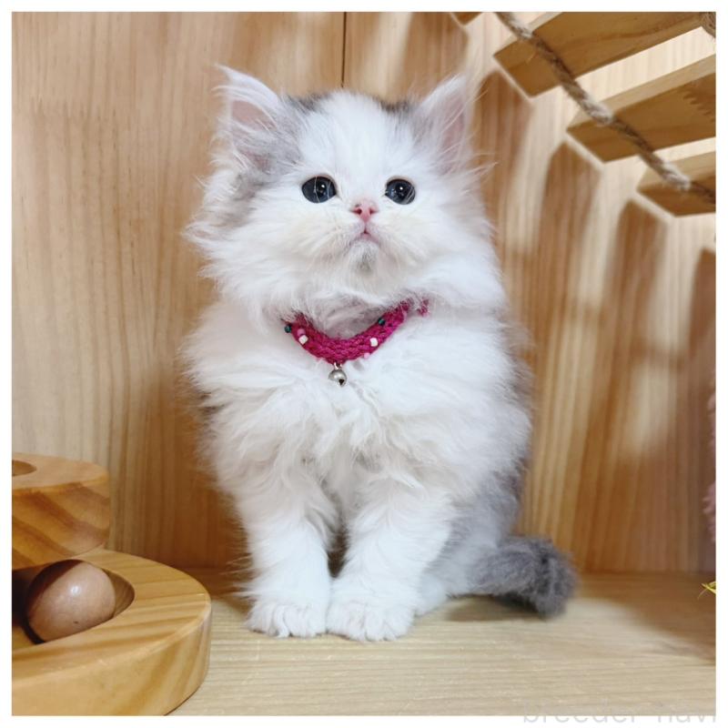 販売中の長野県のミヌエット-133902の7枚目