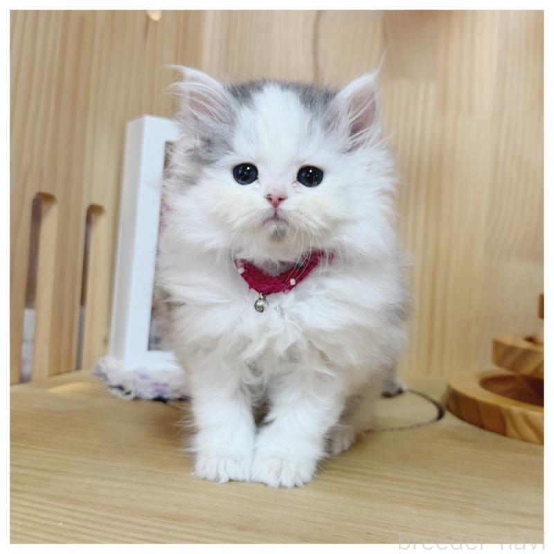 販売中の長野県のミヌエット-133902の5枚目