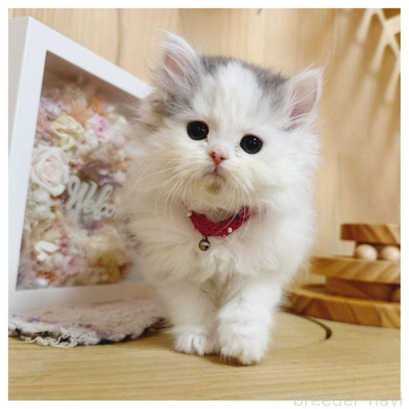 販売中の長野県のミヌエット-133902の4枚目