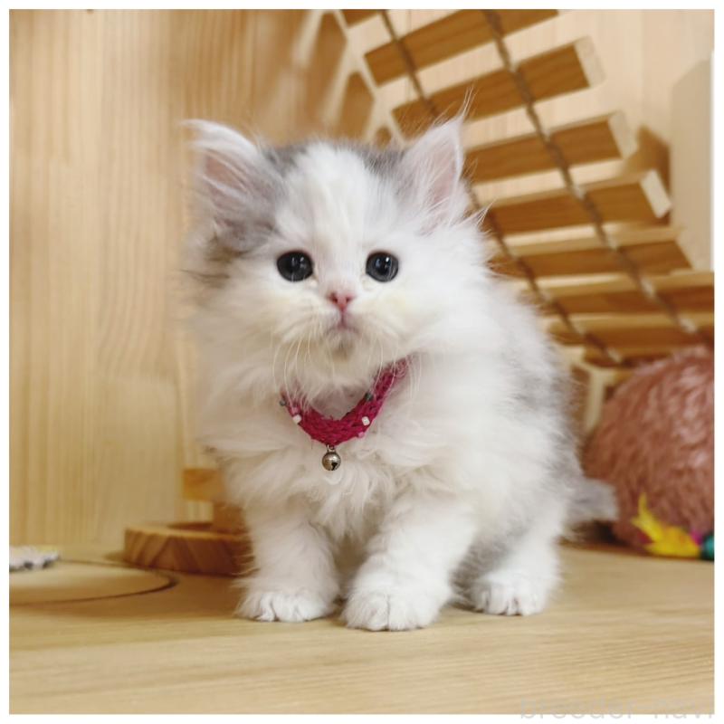 販売中の長野県のミヌエット-133902の3枚目