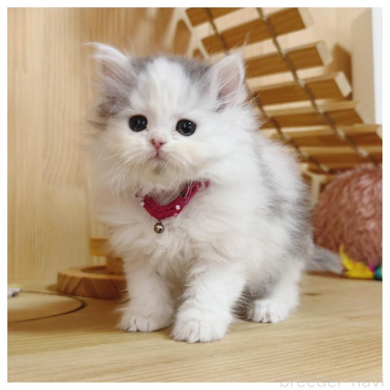 販売中の長野県のミヌエット-133902