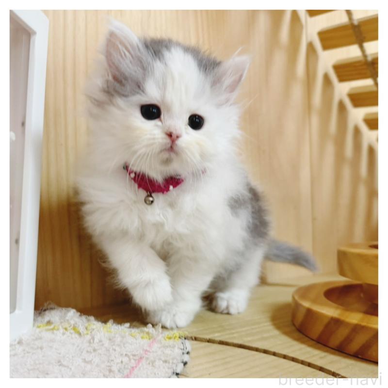 販売中の長野県のミヌエット-133902の2枚目