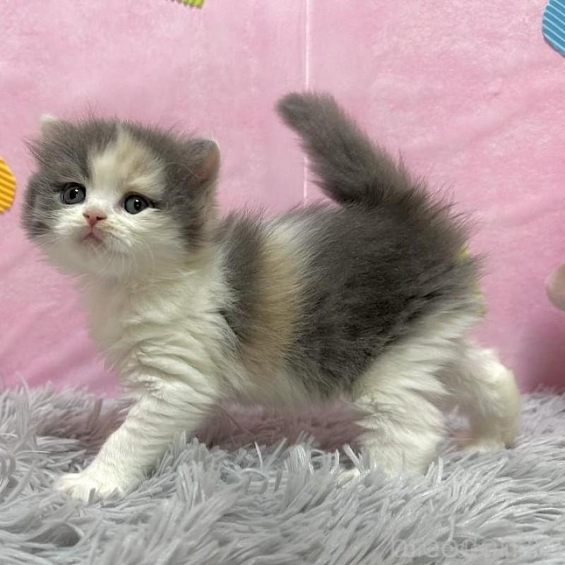 販売中の愛知県のスコティッシュフォールド-133903