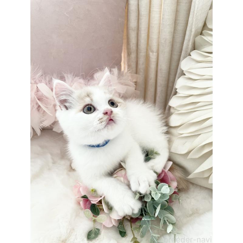 販売中の大阪府のブリティッシュショートヘア-131256の8枚目