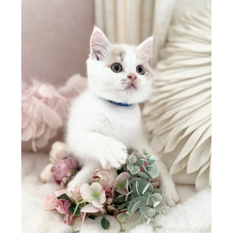 販売中の大阪府のブリティッシュショートヘア-131256の7枚目