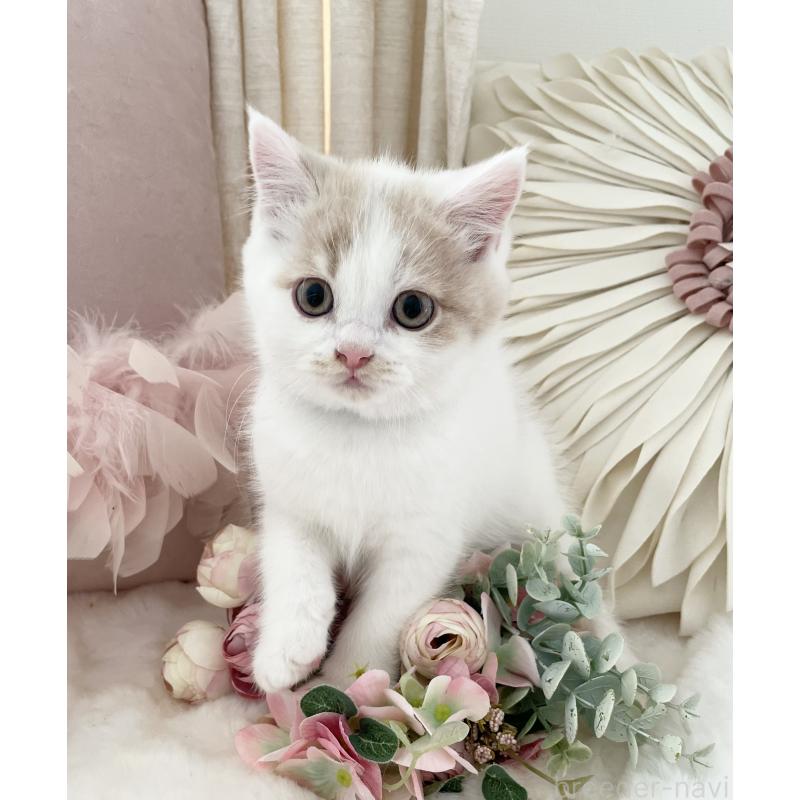 販売中の大阪府のブリティッシュショートヘア-131256の6枚目