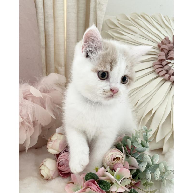 販売中の大阪府のブリティッシュショートヘア-131256の5枚目