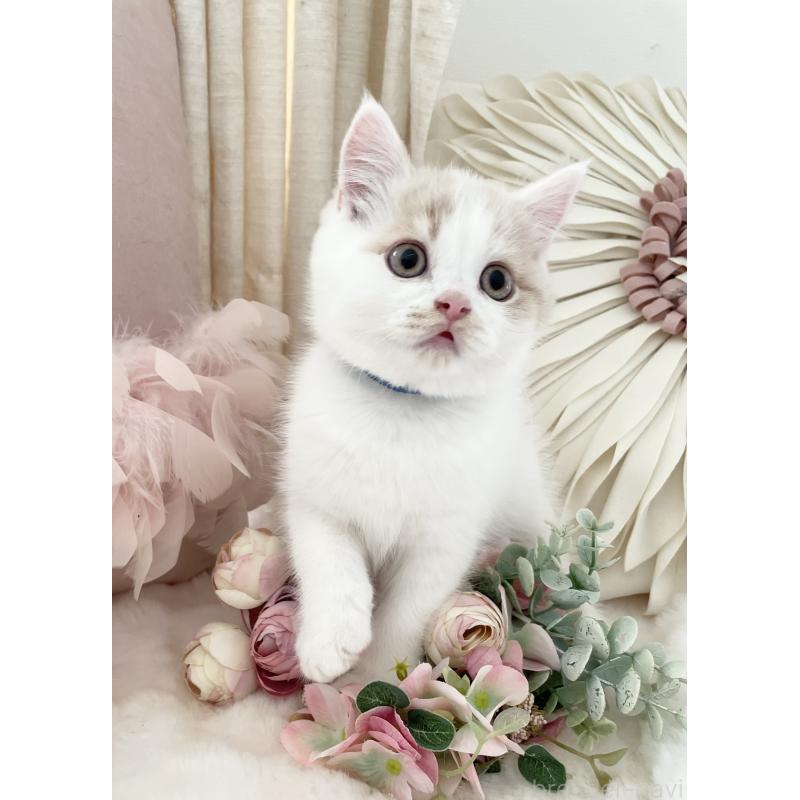 販売中の大阪府のブリティッシュショートヘア-131256の4枚目