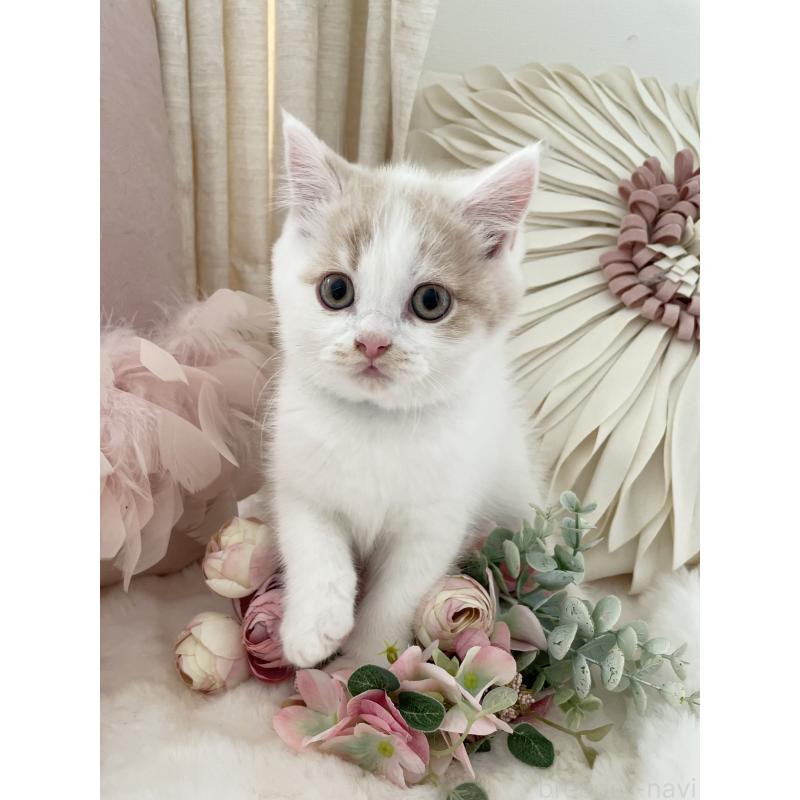 販売中の大阪府のブリティッシュショートヘア-131256の3枚目